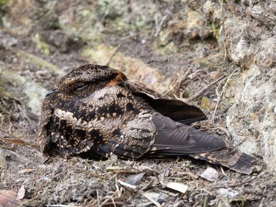 Lyre-tailed Nightjar / Lierstaartnachtzwaluw / Uropsalis lyra