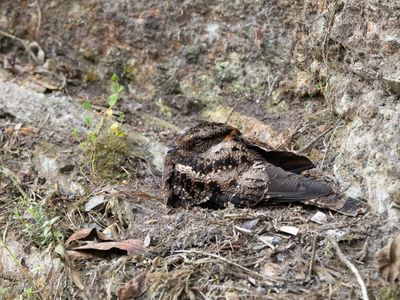 Lyre-tailed Nightjar / Lierstaartnachtzwaluw / Uropsalis lyra