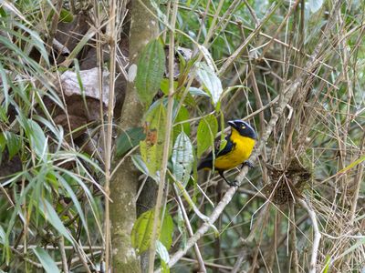Santa Marta mountain tanager / Zwartwangbergtangare / Anisognathus melanogenys