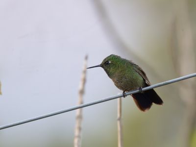 Tyrian Metaltail / Smaragdglansstaartkolibrie / Metallura tyrianthina