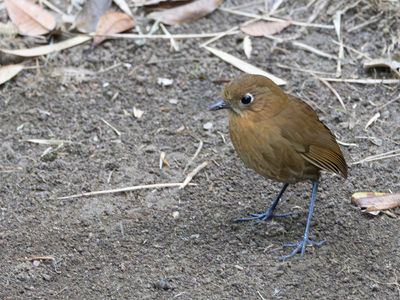 Sierra Nevada Antpitta / Sierra-Nevadamierpitta / Grallaria spatiator