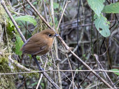 Sierra Nevada Antpitta / Sierra-Nevadamierpitta / Grallaria spatiator