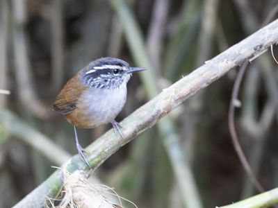 Hermit Wood Wren / Santa-Martaboswinterkoning / Henicorhina anachoreta