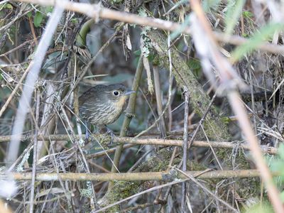 Santa Marta Antpitta / Santamartamierpitta / Grallaria bangsi