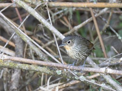 Santa Marta Antpitta / Santamartamierpitta / Grallaria bangsi