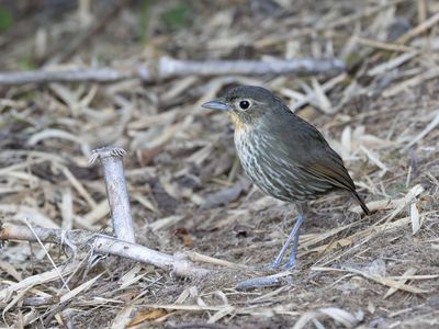 Santa Marta Antpitta / Santamartamierpitta / Grallaria bangsi