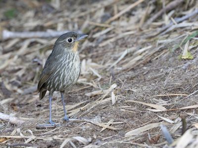 Santa Marta Antpitta / Santamartamierpitta / Grallaria bangsi