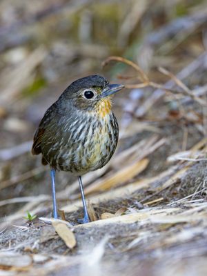 Santa Marta Antpitta / Santamartamierpitta / Grallaria bangsi