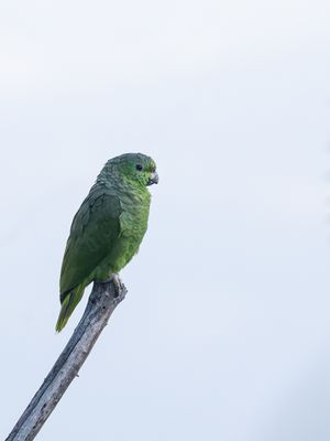 Scaly-naped Amazon / Schubnekamazone / Amazona mercenarius