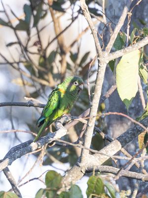 Santa Marta Parakeet / Santamartaparkiet / Pyrrhura viridicata
