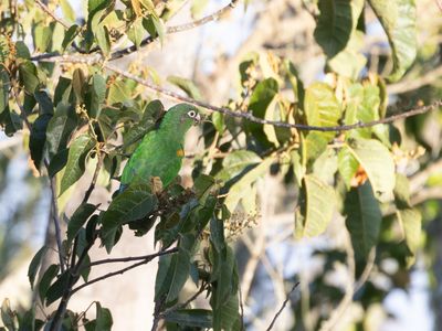 Santa Marta Parakeet / Santamartaparkiet / Pyrrhura viridicata