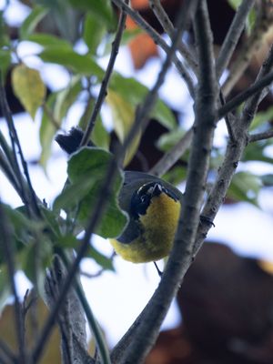 Yellow-crowned Redstart / Geelkruinzanger / Myioborus flavivertex