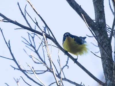 Yellow-crowned Redstart / Geelkruinzanger / Myioborus flavivertex