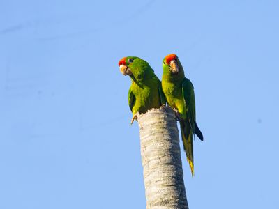 Scarlet-fronted Parakeet / Waglers aratinga / Psittacara wagleri