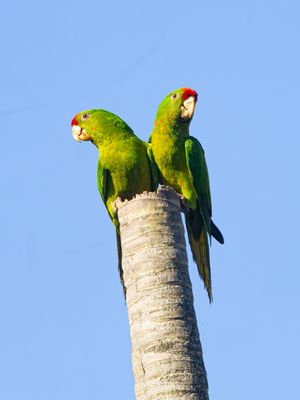 Scarlet-fronted Parakeet / Waglers aratinga / Psittacara wagleri