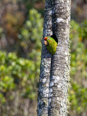 Scarlet-fronted Parakeet / Waglers aratinga / Psittacara wagleri