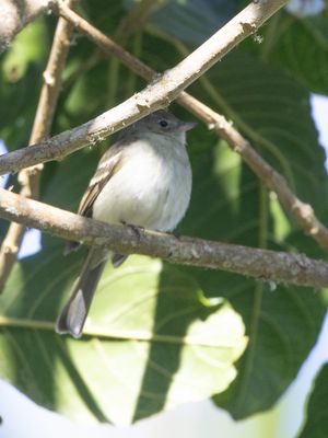 Mountain Elaenia / Bergelenia / Elaenia frantzii