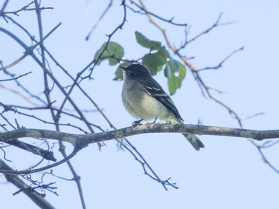 Mountain Elaenia / Bergelenia / Elaenia frantzii