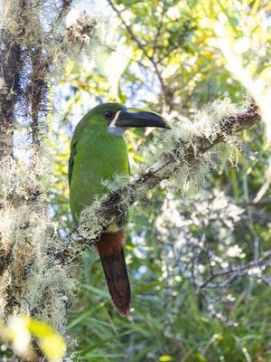 White-throated toucanet / Andesarassari / Aulacorhynchus albivitta