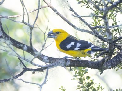 Golden Grosbeak / Geelbuikkardinaal / Pheucticus chrysogaster