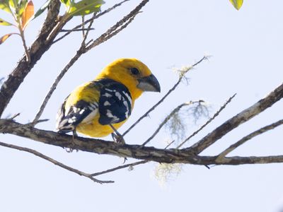 Golden Grosbeak / Geelbuikkardinaal / Pheucticus chrysogaster