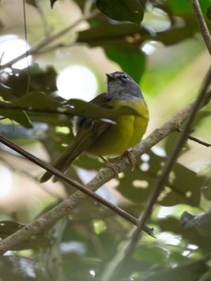 Grey-headed Tanager / Amazonetangare / Eucometis penicillata