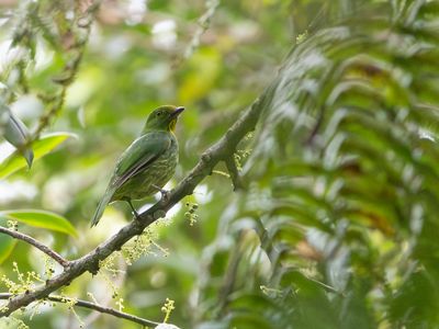Golden-breasted Fruiteater / Goudbuikcotinga / Pipreola aureopectus