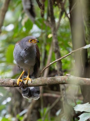 Barred Forest-Falcon / Gestreepte bosvalk / Micrastur ruficollis