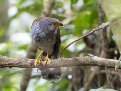 Barred Forest-Falcon / Gestreepte bosvalk / Micrastur ruficollis