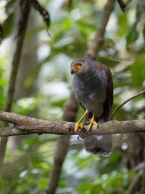 Barred Forest-Falcon / Gestreepte bosvalk / Micrastur ruficollis