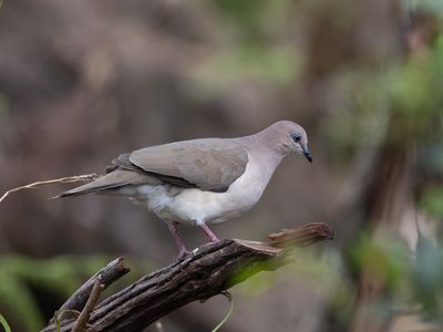 White-tipped Dove / Verreaux' Duif / Leptotila verreauxi