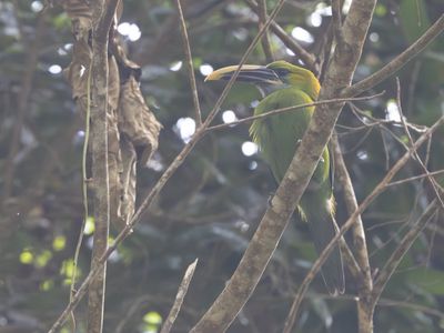 Groove-billed toucanet / Geeloogarassari / Aulacorhynchus sulcatus
