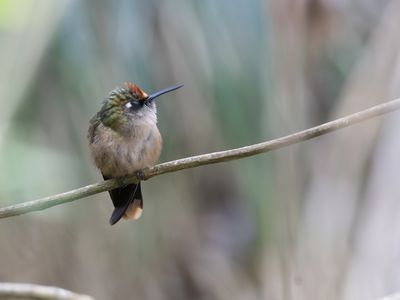 Santa Marta Blossomcrown / Santa-Martabloemkroonkolibrie / Anthocephala floriceps