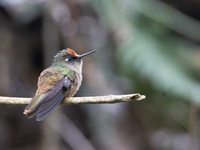 Santa Marta Blossomcrown / Santa-Martabloemkroonkolibrie / Anthocephala floriceps