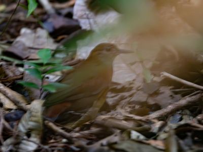Grey-throated leaftosser / Grijskeelbladkrabber / Sclerurus albigularis