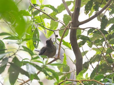 Black-hooded Thrush / Kapucijnerlijster / Turdus olivater