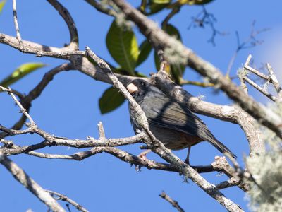 Paramo Seedeater / Páramocatamenia / Catamenia homochroa