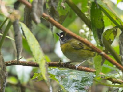 Common Chlorospingus / Briltangare / Chlorospingus flavopectus