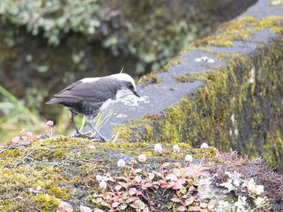 White-capped Dipper / Witkopwaterspreeuw / Cinclus leucocephalus
