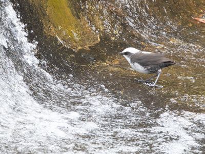 White-capped Dipper / Witkopwaterspreeuw / Cinclus leucocephalus