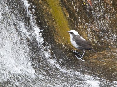 White-capped Dipper / Witkopwaterspreeuw / Cinclus leucocephalus