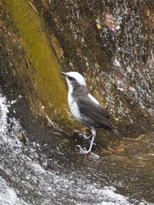 White-capped Dipper / Witkopwaterspreeuw / Cinclus leucocephalus