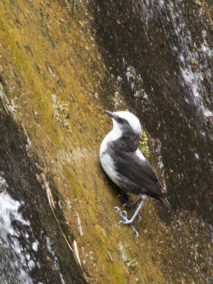 White-capped Dipper / Witkopwaterspreeuw / Cinclus leucocephalus