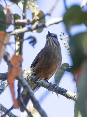 Santa Marta Bush-Tyrant / Santa-Martastruiktiran / Myiotheretes pernix