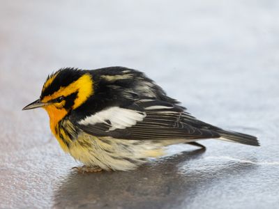 Blackburnian Warbler / Sparrenzanger / Setophaga fusca