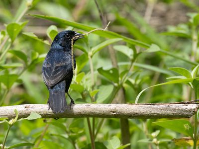 Blue-black Grassquit / Jacarinagors / Volatinia jacarina
