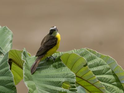 Rusty-margined Flycatcher / Roestvleugeltiran / Myiozetetes cayanensis