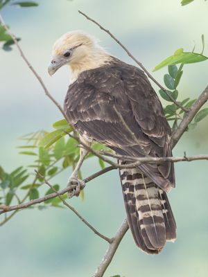 Yellow-headed Caracara / Geelkopcaracara / Milvago chimachima
