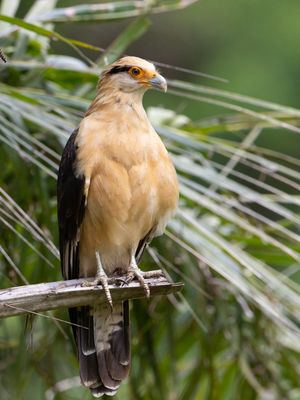 Yellow-headed Caracara / Geelkopcaracara / Milvago chimachima