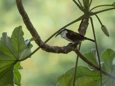 Bicolored Wren / Tweekleurige Winterkoning / Campylorhynchus griseus